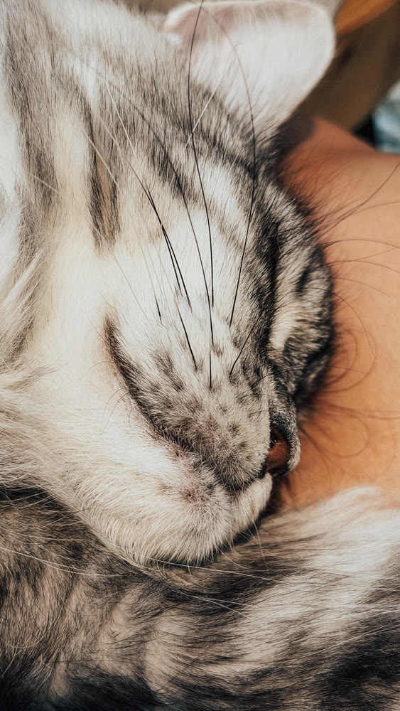 Calm feline embrace, Peaceful cat resting peacefully, Relaxed cat curled up in warm morning sunlight