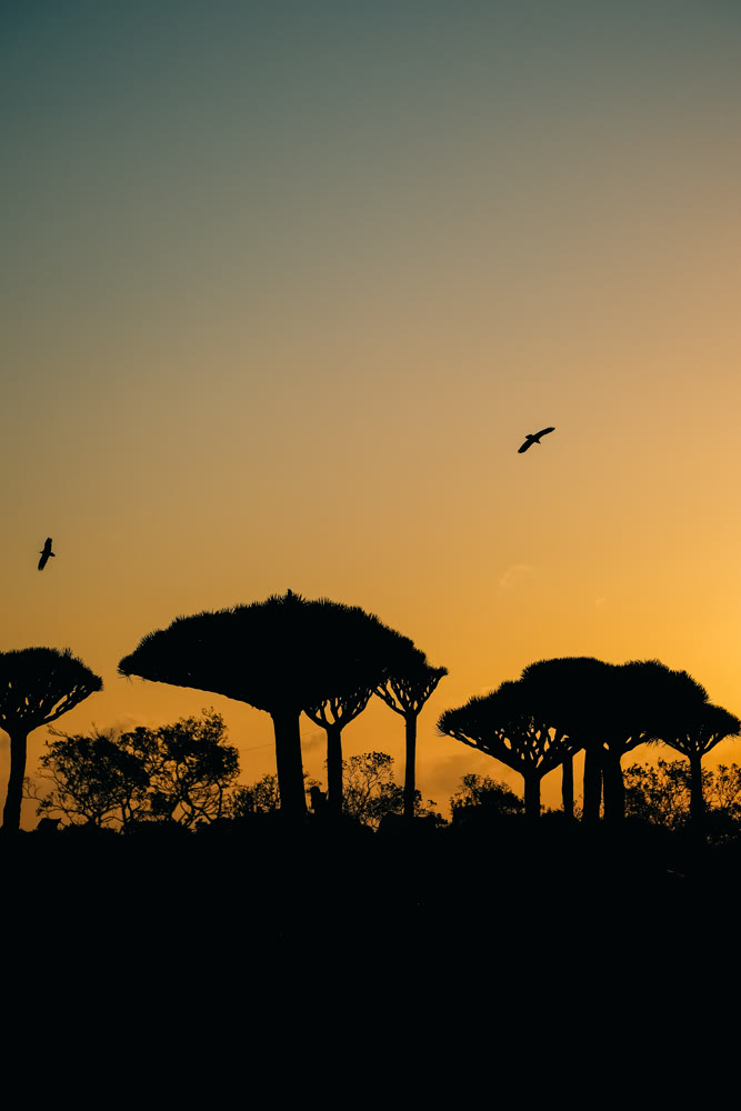 Solo bird glides above sunset horizon. Flying avian cuts through evening sky over plant silhouette