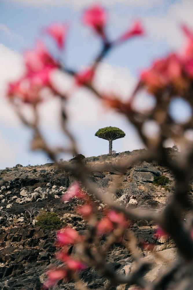 Centered tiny tree with backdrop. Delicate green tree set against soft floral background emphasizing hope