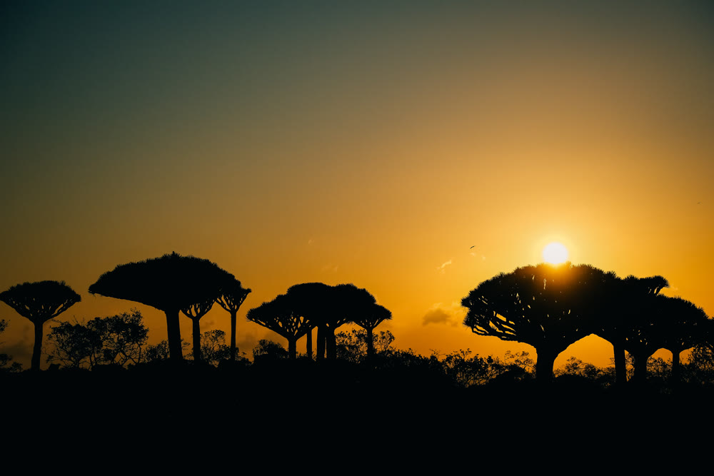 Serene natural landscape illuminated by sunlight filters evokes sense of peaceful adventure