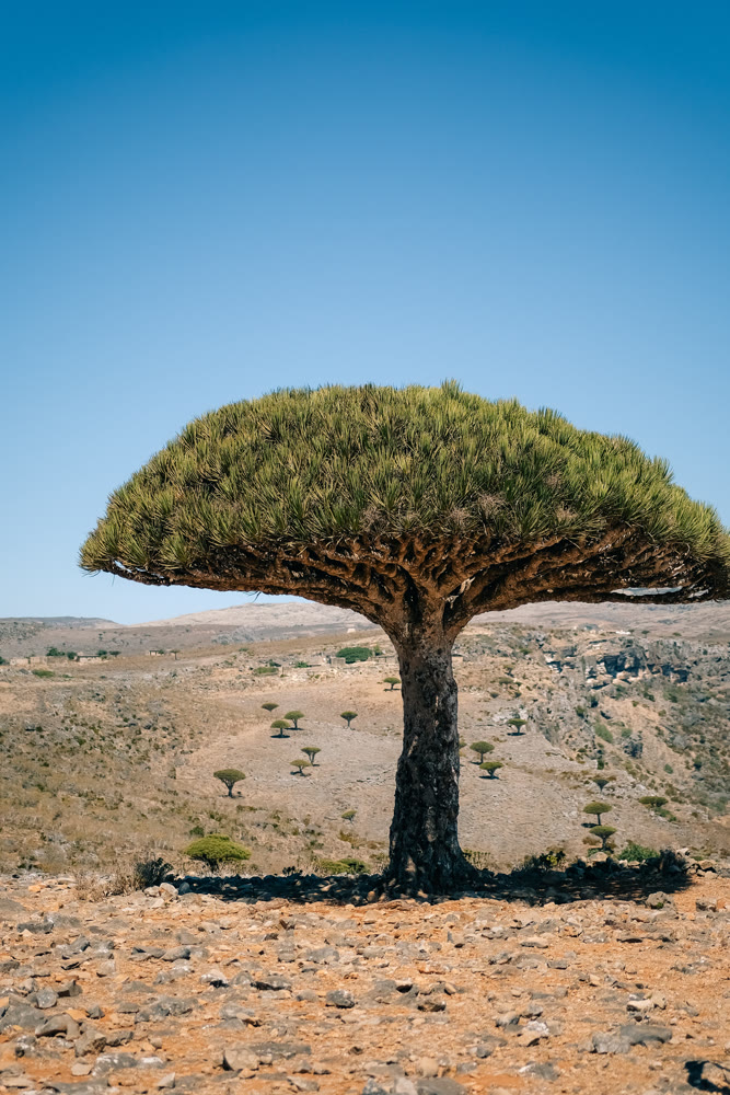 Distinctive solitary dracaena with umbrella shape stands amid rough terrain under light blue sky