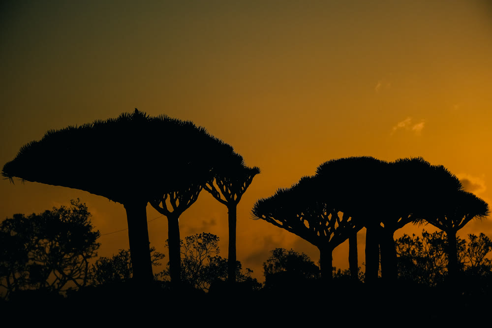 Scenic image of silhouetted dracaena trees against warm orange sunset evoking travel and adventure feelings
