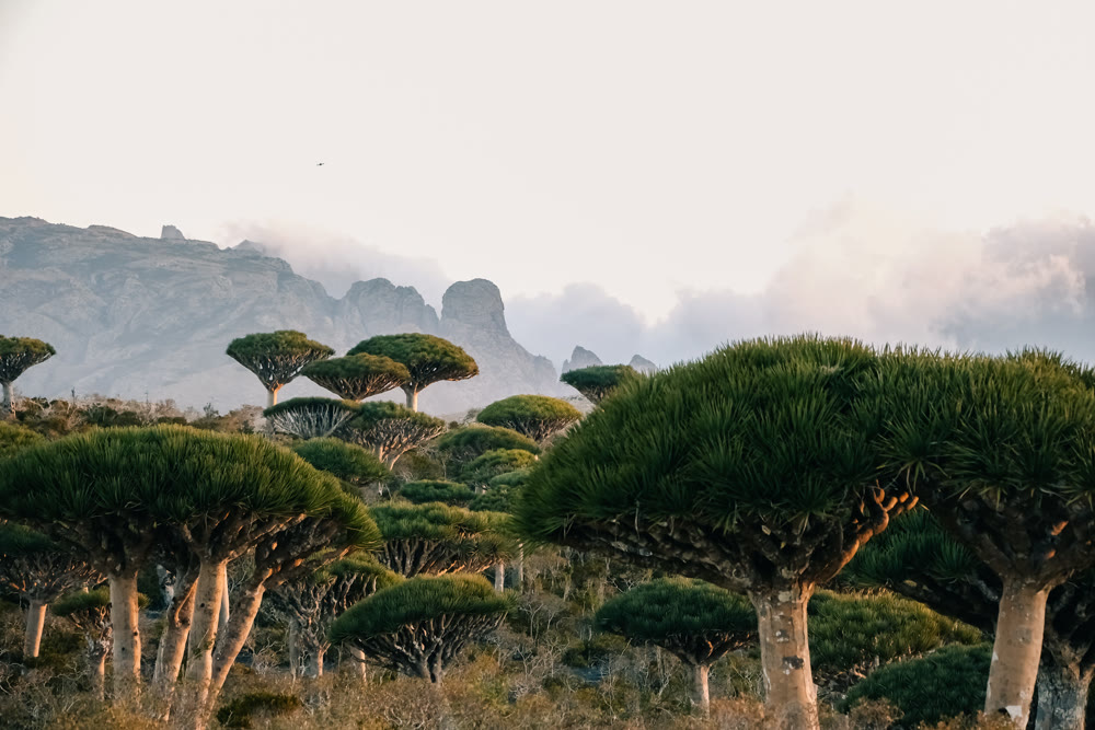 Highly detailed view of dense foliage and sculptural branch formations in soft mist environment