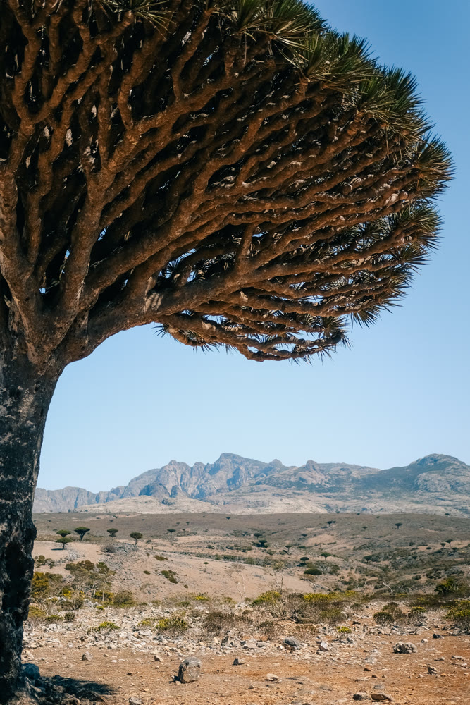 Solitary plant endures harsh rocky environment. Harsh landscape with mountain view and resilient tree