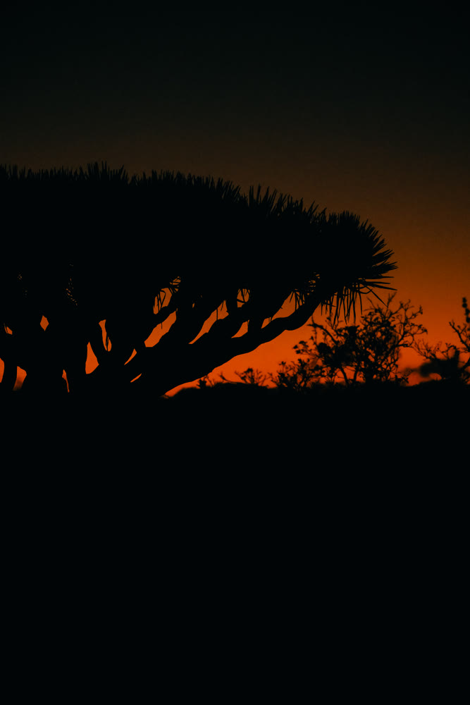 Silhouette dracaena tree at sunset conveying moody minimalism and dramatic backlight over coastal horizon