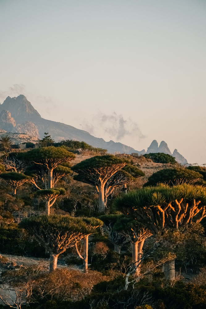 Sundappled trees with distant peaks. Contemplative landscape showing layered horizons and natural beauty