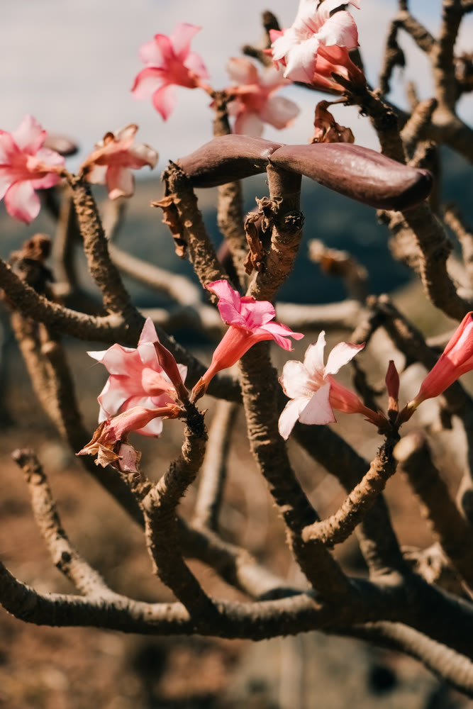 Seasonal desert flora showcasing white pink blossoms against rocky rugged landscape and sunlit stems