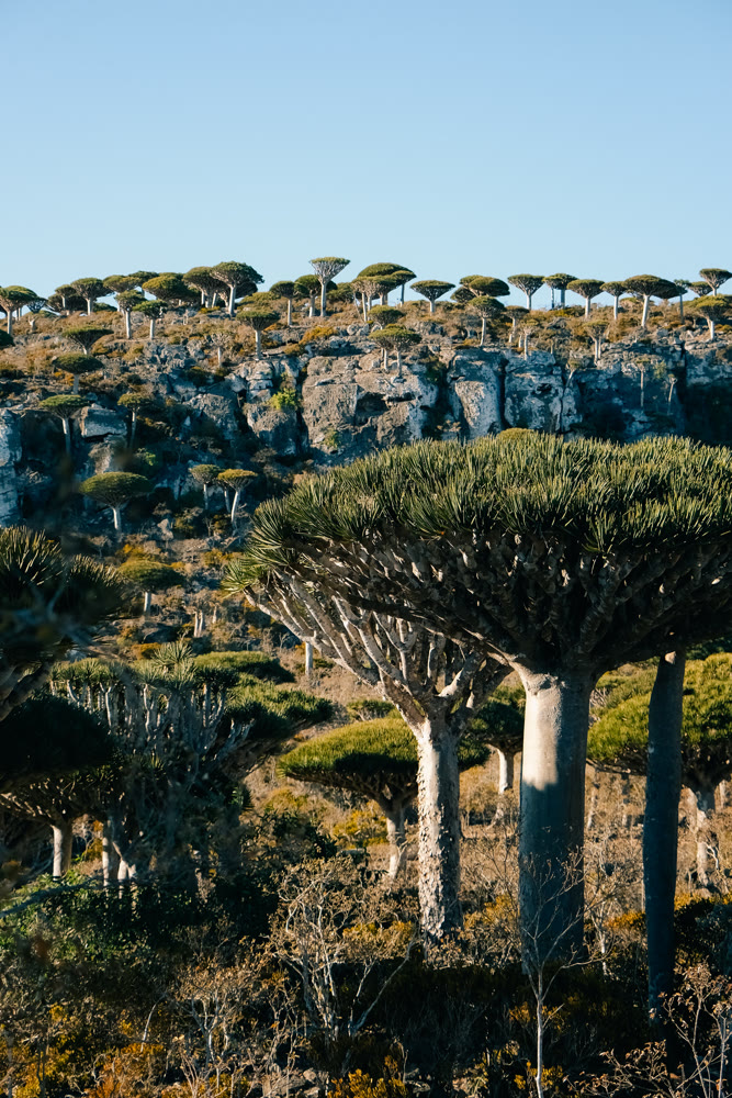 Forest with rocky terrain. Expedition scene showcasing towering trees and rough terrain landscape