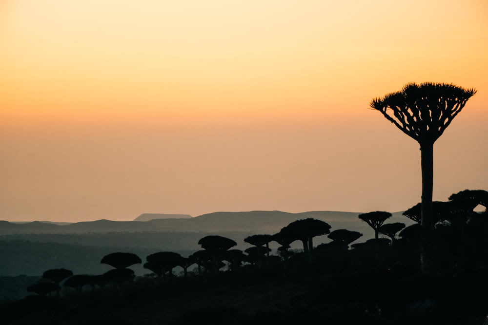 Dracaena outlines over coastal horizon. Silhouetted dracaena figures adorn horizon of sunset by seashore