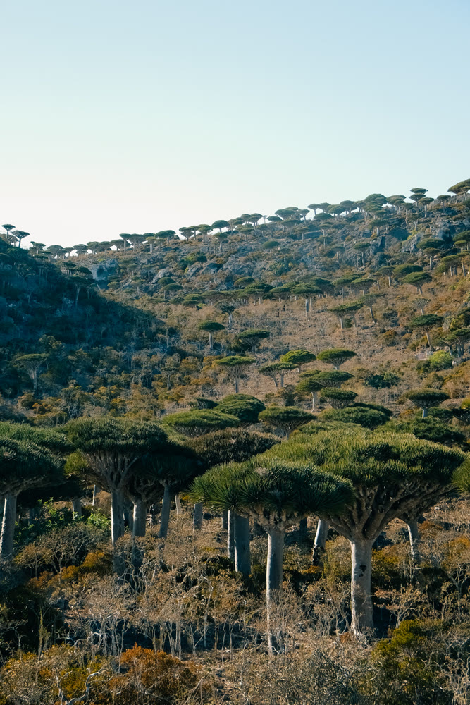 Peaceful morning scene. Quiet valley with dracaena trees at sunrise offers tranquil retreat for wellness