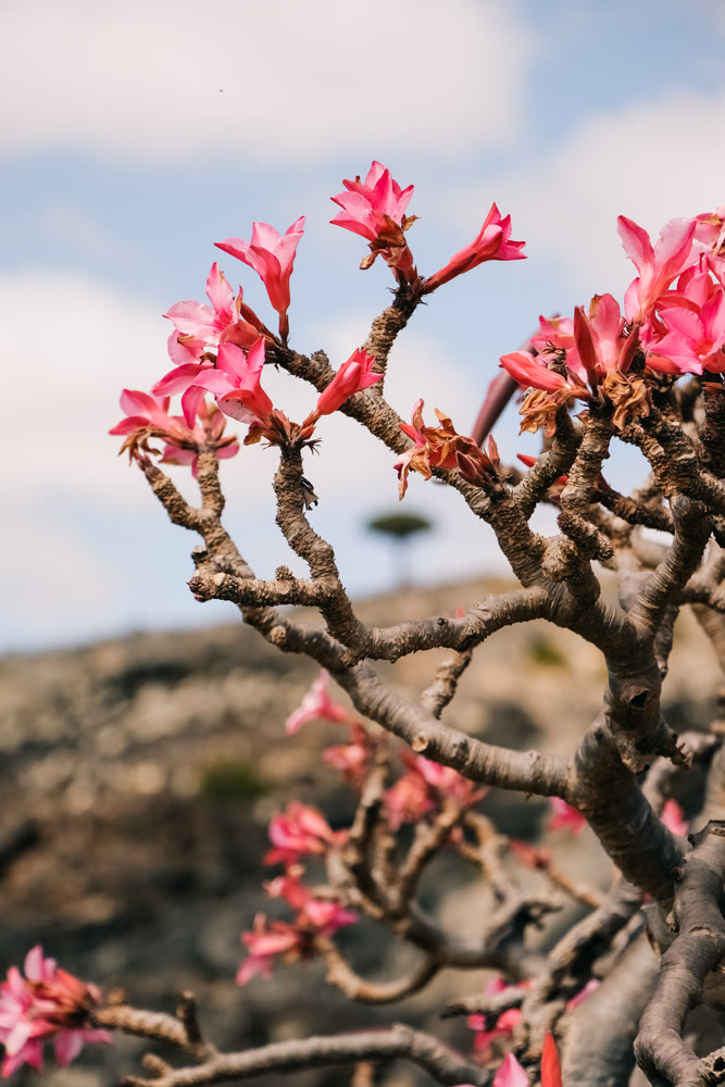 Closeup of blooming branches. Springtime scene with vibrant petals and warm sunlight accents