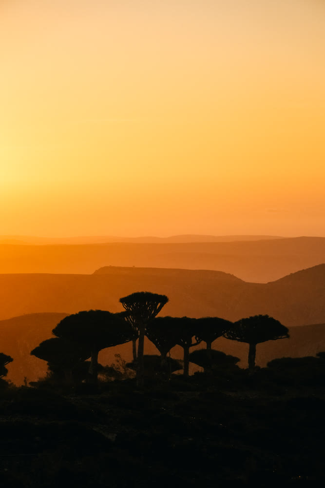 Golden hour seaside shadows with cliffs. Silhouettes of coastal trees and distant shimmering sea at sunset