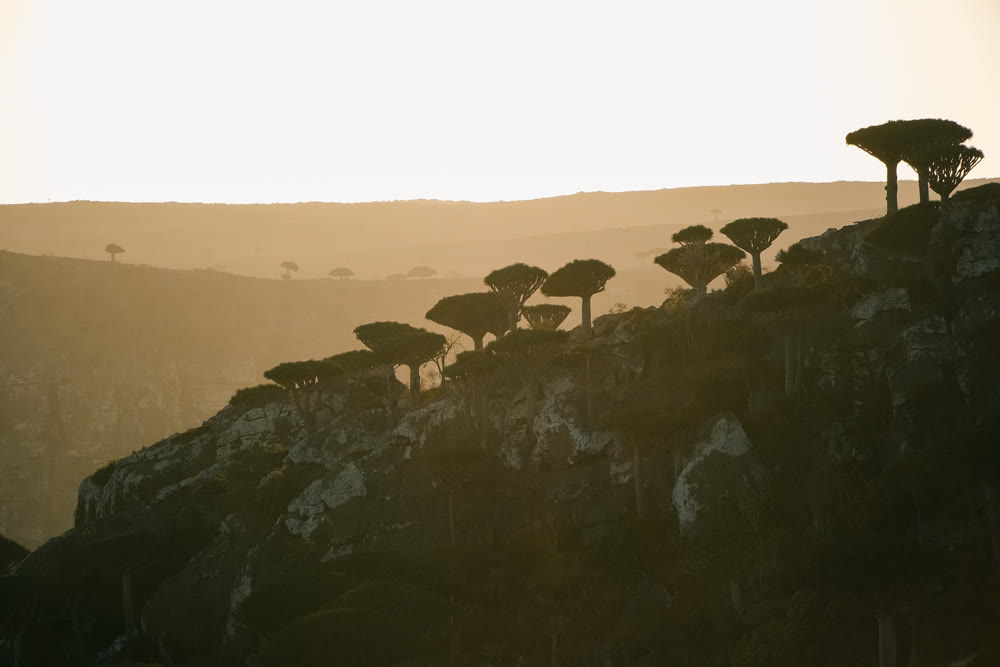 Sun drenched cliff with sculpted trees and warm horizon light evoking adventure and conservation narrative