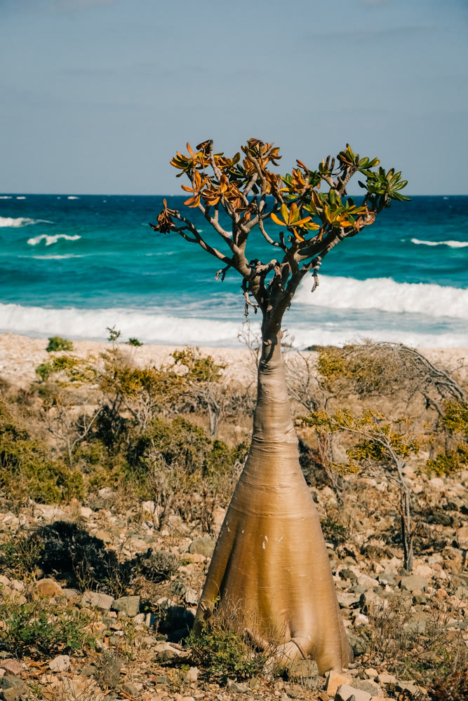 Quiet cacti silhouette with ocean background. Isolation scene featuring tree and distant ocean waves