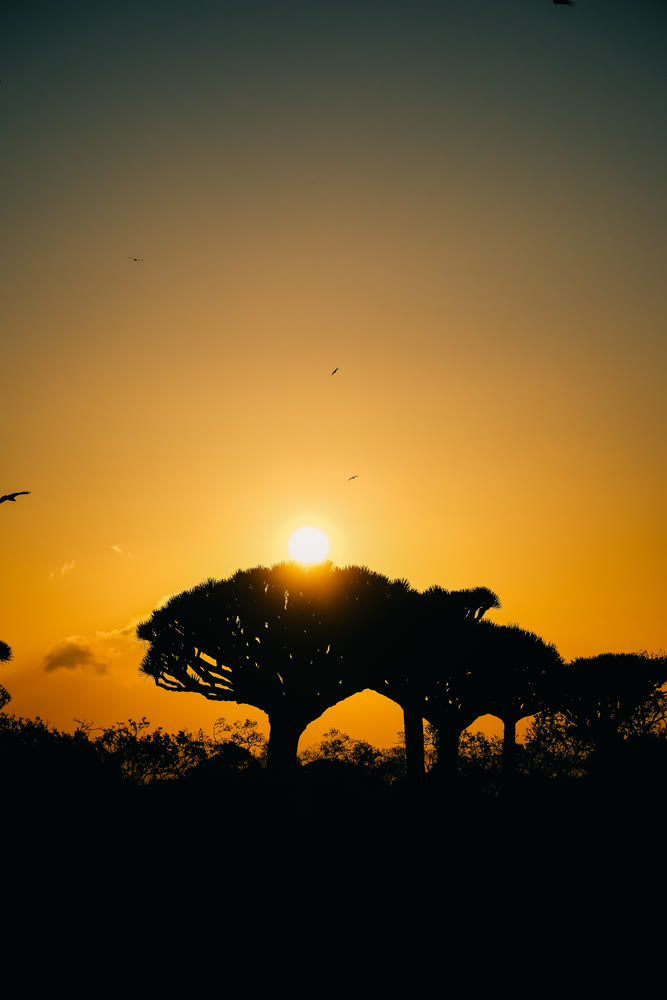 Evening canopy shadows stretch calm. Sunset silhouettes with migrating birds above silent foliage