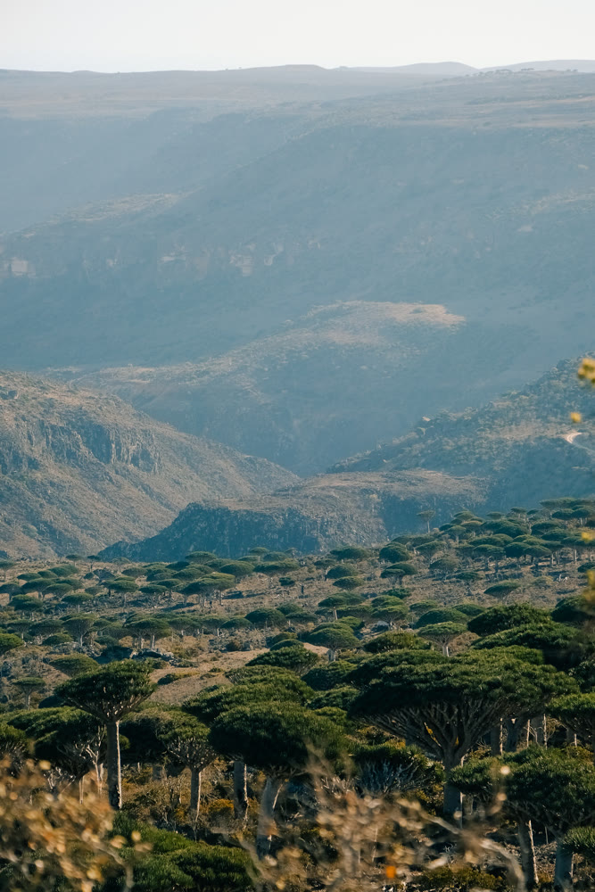 Wide valley plateau with low canopy and rugged ridges showcasing biodiversity and remote travel appeal