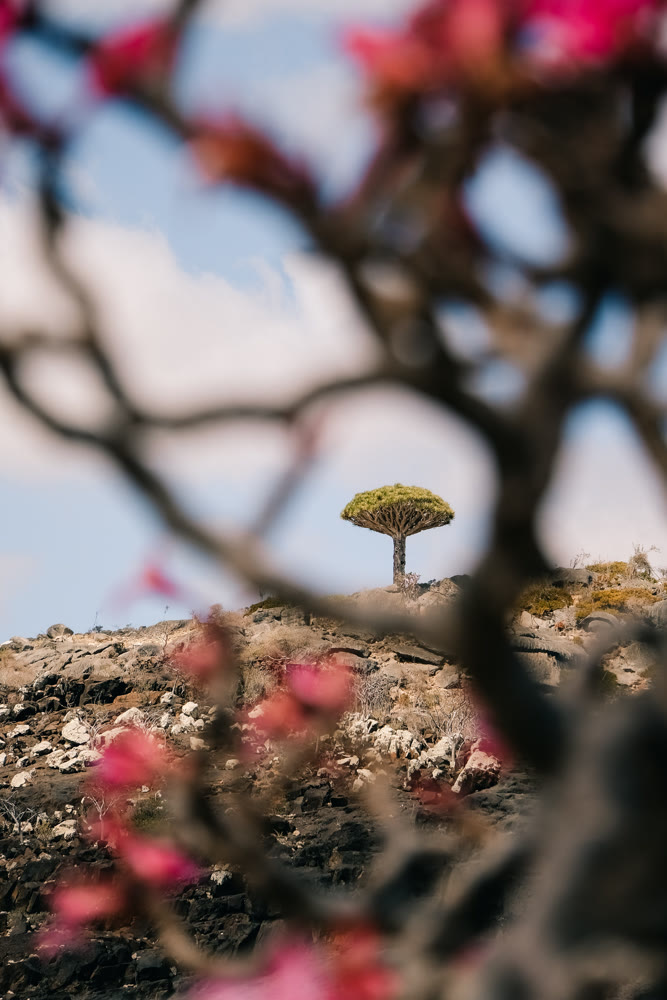 Peaceful tree amidst blooming branches. Calm single tree with delicate pink blossoms under soft sky