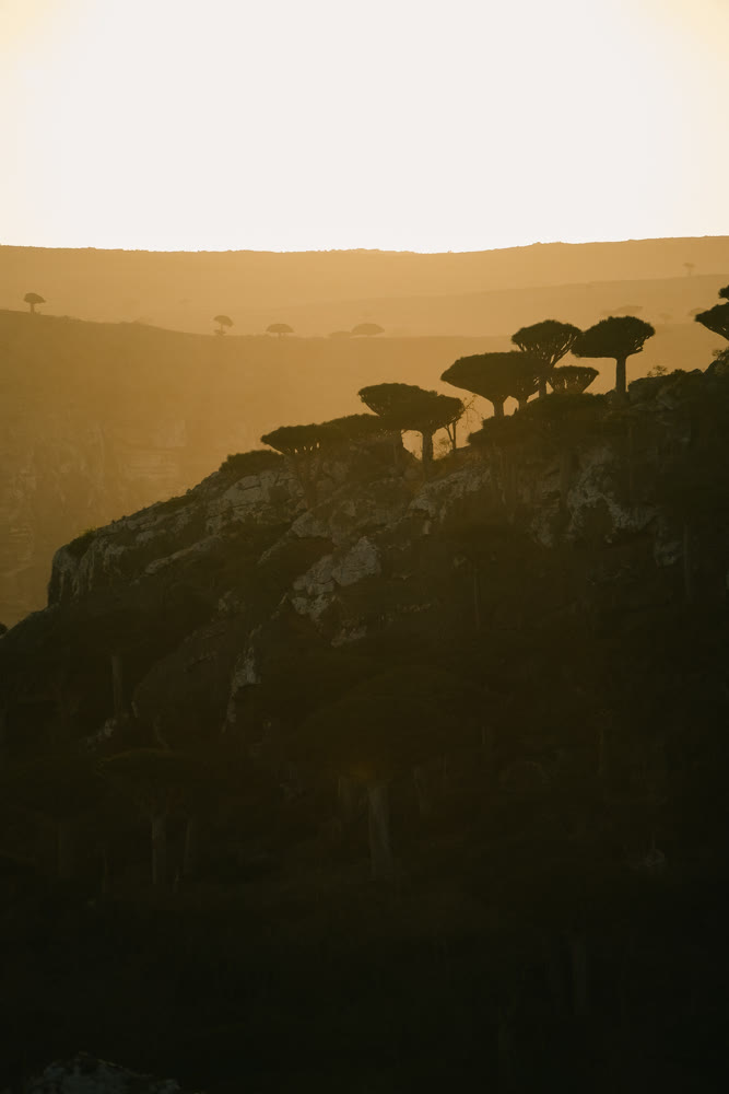 Lonely tree silhouettes on rugged ridge under warm haze creating cinematic remote landscape mood
