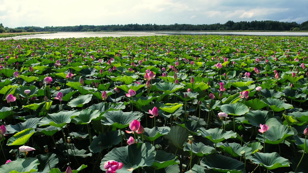 Pink blooms lake. Peaceful freshwater scene featuring vibrant lotus blossoms and gentle breeze