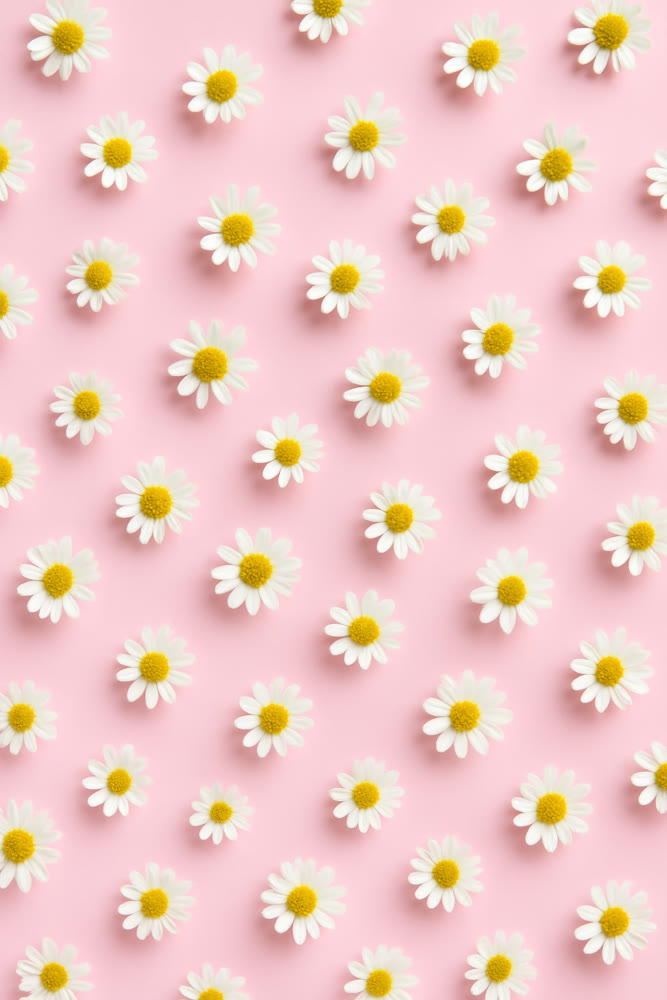 Joyful daisy motif featuring white petals and yellow centers on pink backdrop for celebrations